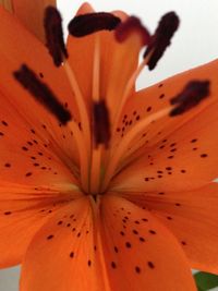Close-up of flower
