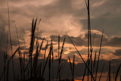 Close-up of stalks against sunset sky