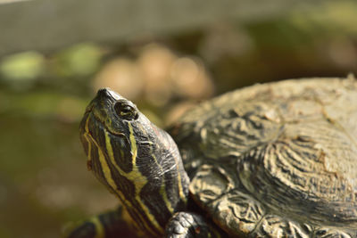 Close-up of terrapin 