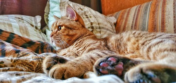 Cat sleeping in bed