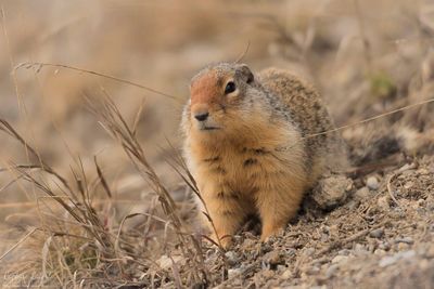 Close-up of prairie dog on field