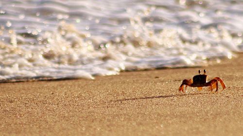 Scenic view of beach