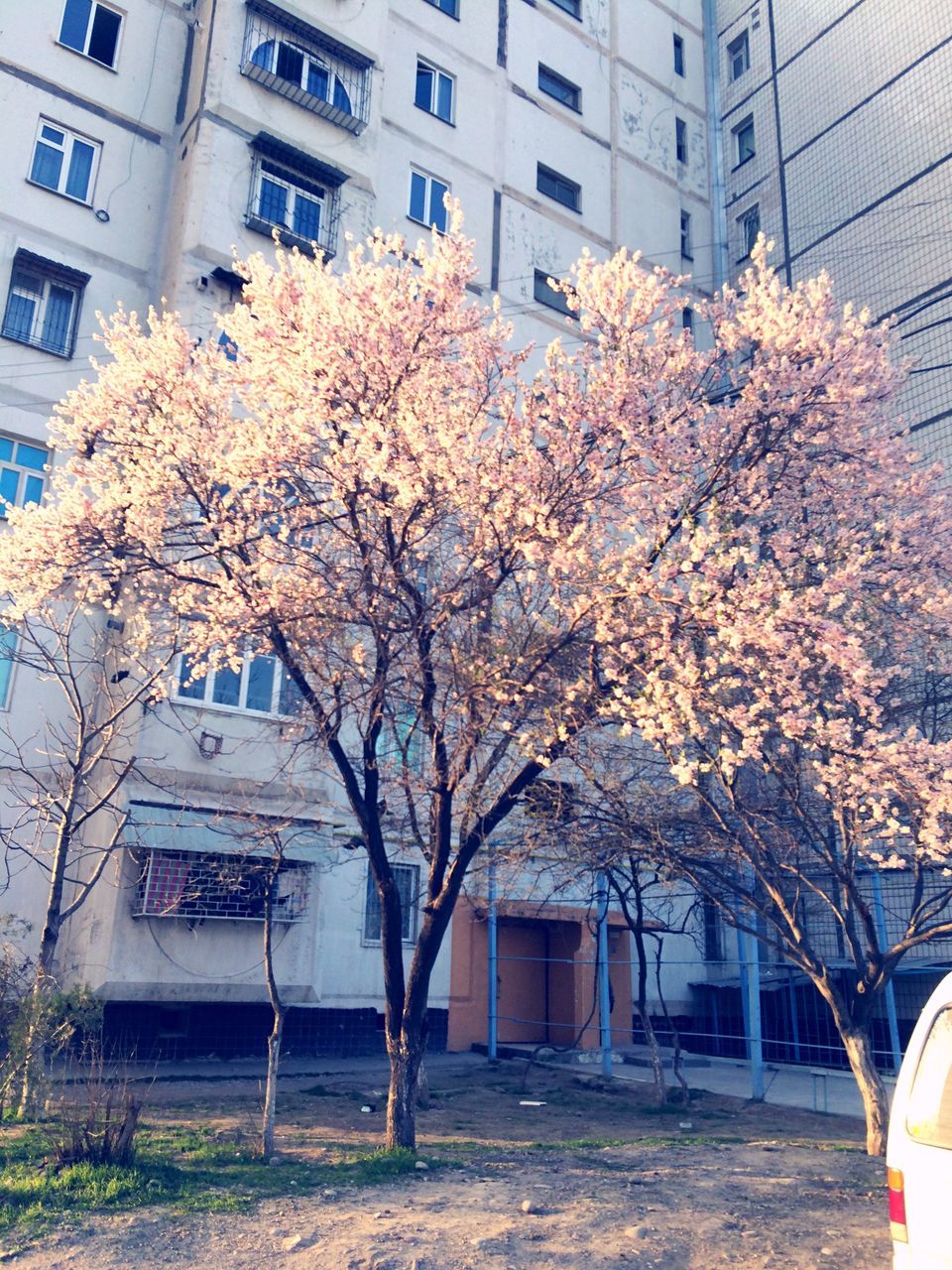 building exterior, architecture, built structure, tree, residential building, house, window, branch, residential structure, bare tree, building, city, flower, facade, growth, day, outdoors, tree trunk, yellow, autumn