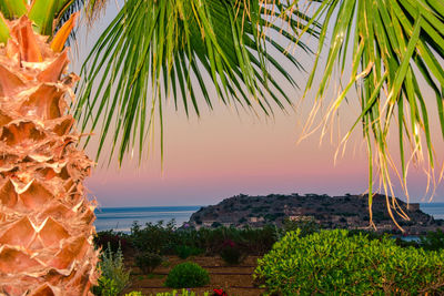 Close-up of palm tree by sea against sky