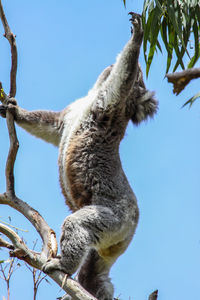 Koala attempt to get the green leaves of an eucalyptus tree