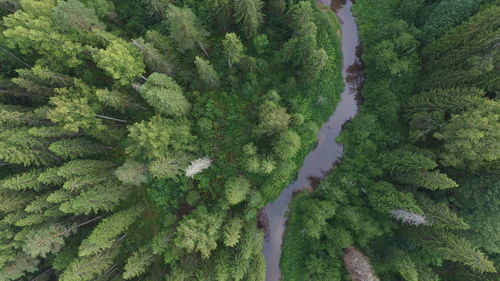 Full frame shot of trees