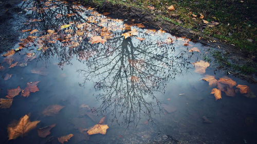 High angle view of leaves floating on lake