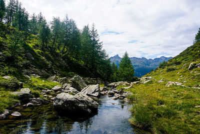 Scenic view of river amidst trees against sky