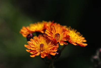 Close-up of orange flower blooming outdoors