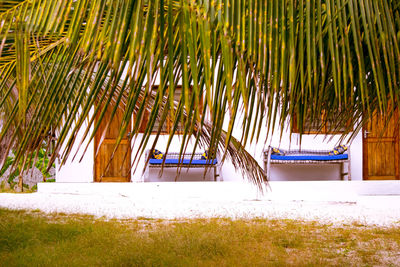 View of palm trees on beach