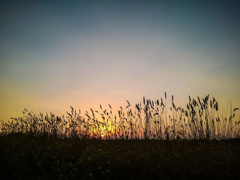 Silhouette of trees at sunset