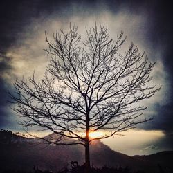 Silhouette bare tree against sky during sunset