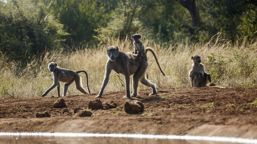 Monkeys on field