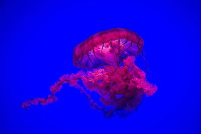 Close-up of jellyfish in sea