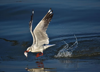 Seagull flying over lake