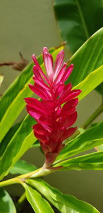 Close-up of pink flowering plant