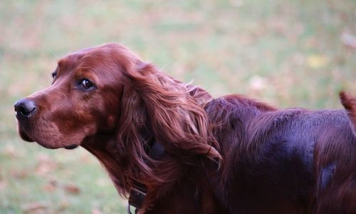 Side view of dog standing on field