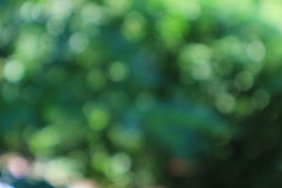 Defocused image of tree