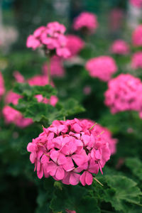 Close-up of pink flowering plant in park