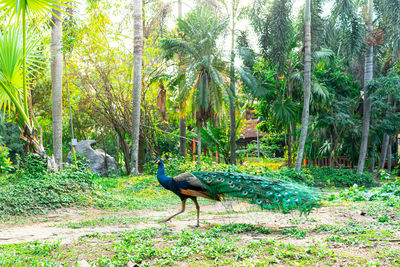 Bird in a forest