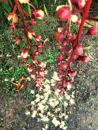 High angle view of fruits on field