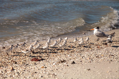 Cluster of black bellied plovers pluvialis squatarola birds on the white sands of clam pass 