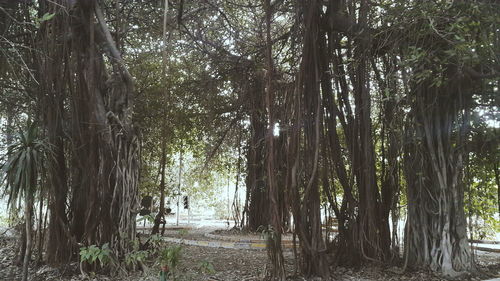 Road passing through forest