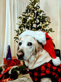 View of a dog on christmas tree