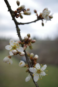 Close-up of cherry blossoms on tree