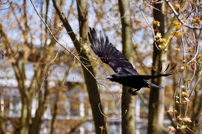 Raven flying against trees