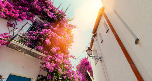 Low angle view of pink flowering plant by building against sky