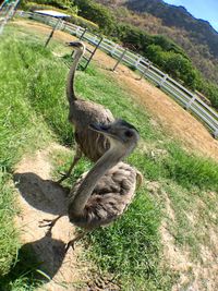 High angle view of bird on land