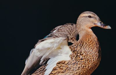 Close-up of bird against black background