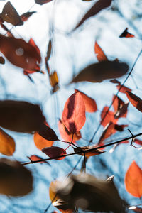 Low angle view of autumn leaves on tree