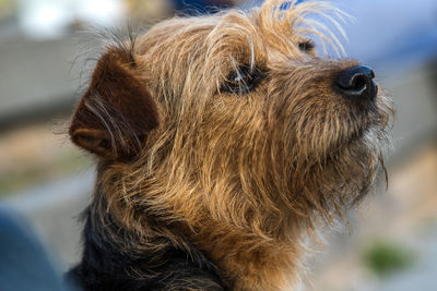 Close-up of a dog