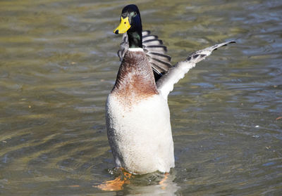 Close-up of duck swimming in lake