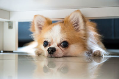 Close-up portrait of a dog at home