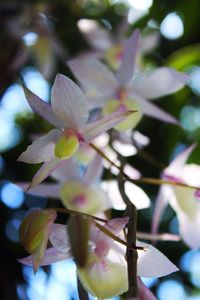 Close-up of flowers