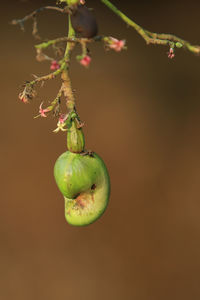 Close-up of fruits hanging on tree