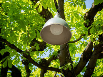 Low angle view of electric lamp hanging on tree