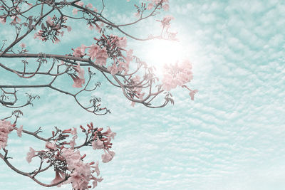 Low angle view of tree against cloudy sky