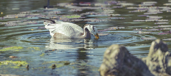 Close-up of ducks swimming in lake