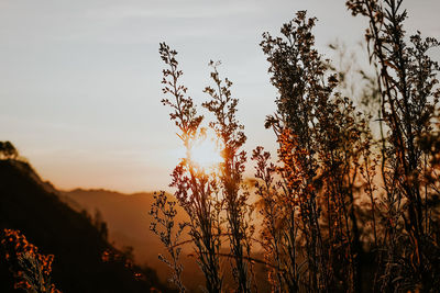 Low angle view of trees against sky during sunset