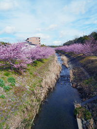 View of flowering plants by canal against sky