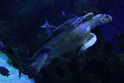 Turtle swimming in sea