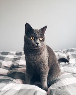 Front view of cat sitting on bed next to wall