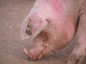 Pig with a ring through his nose