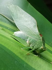 Close-up of insect on leaves