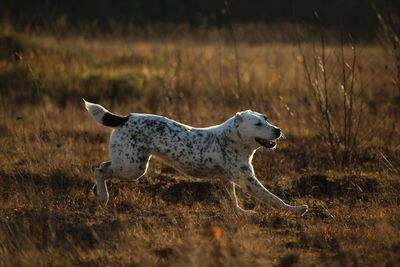 View of dog on land