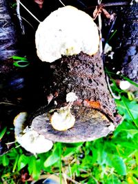 High angle view of mushrooms on field